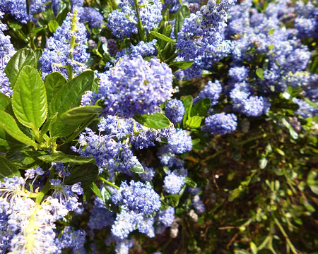 P1160920 Céanothe. Merci à Annie.