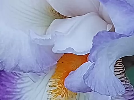 2023-05 Parc de Bagatelle