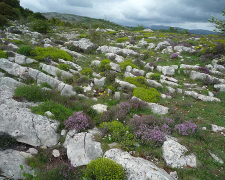 P1320961 Cherchons endroit plat, sans cailloux, pour 5 tentes ...