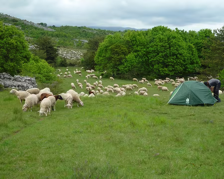 P1320965 Nous n'avions pas prévu que cette belle herbe aurait d'autres prétendants