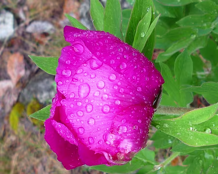 P1330001 Pivoines sauvages