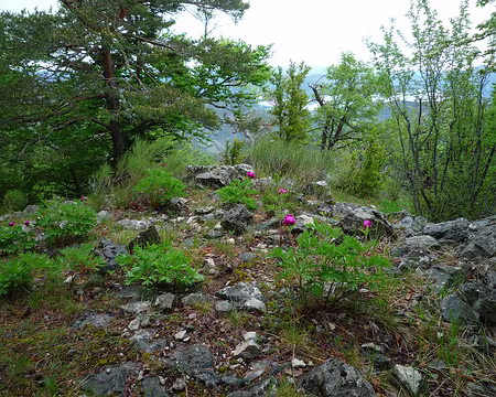 P1330003 Il y en a partout ici !