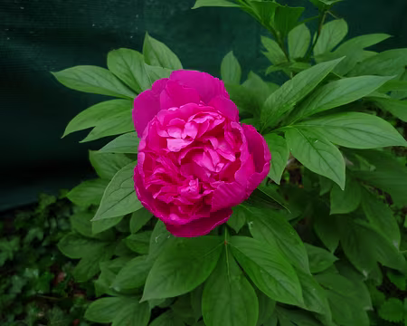P1330008 Pivoine cultivée : a deux rangées de pétales,contrairement aux sauvages de ce matin