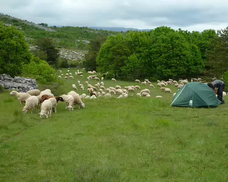 P1320965 Nous n'avions pas prévu que cette belle herbe aurait d'autres prétendants