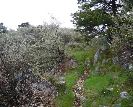 P1320981 Les amélanchiers nous encerclent