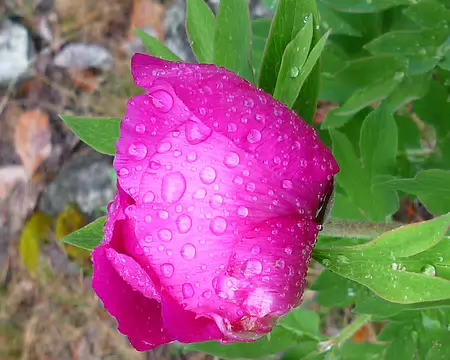 P1330001 Pivoines sauvages