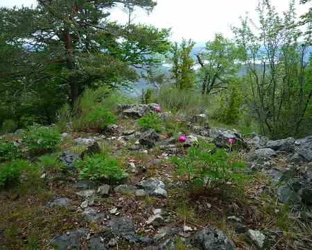 P1330003 Il y en a partout ici !