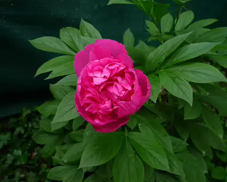 P1330008 Pivoine cultivée : a deux rangées de pétales,contrairement aux sauvages de ce matin