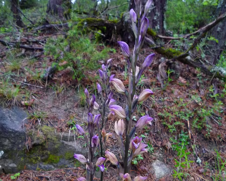 P1330047 Grande orchidée dans le sous bois