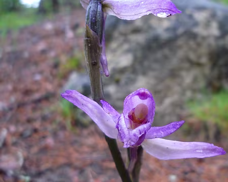 P1330054 Orchidée à feuilles avortées