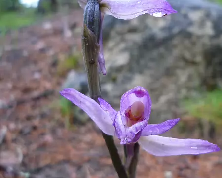P1330054 Orchidée à feuilles avortées
