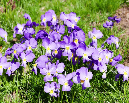 20230527-10h51m02s-P1140815-V3 Pensée des Alpes (Viola calcarata)