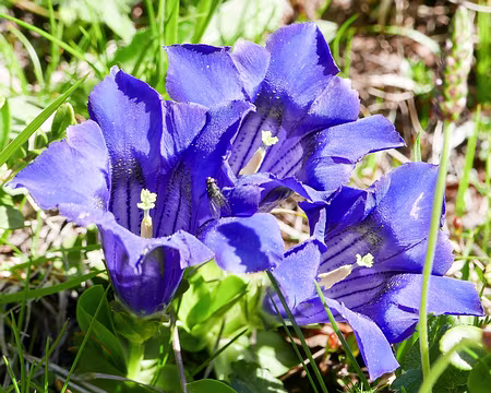 20230528-14h47m09s-P1150037-V3 Gentiane de Koch (Gentiana kochiana)