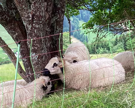 20230618-14h04m21s-IMG_6025-V3 Les moutons se reposent