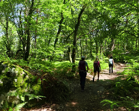P1150141 Chemin ombragé avec fougères et châtaigniers.