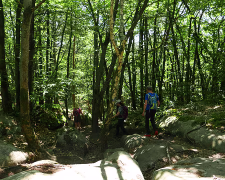 P1150142 Quelques rochers et une forêt mixte.