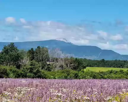 046 Champ de sauge et le Mont Ventoux