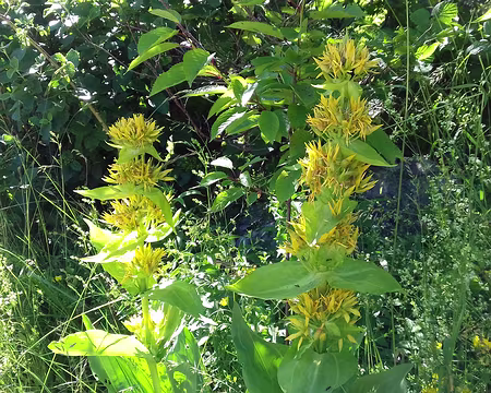 007 Grandes gentianes