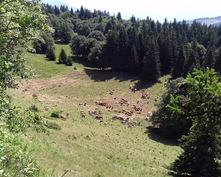016 Troupeau de génisses vu du Pas de Bellecombe