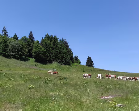 025 Troupeau de génisses