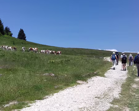 026 Sur le chemin des Génisses