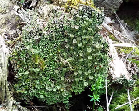 045 Cladonies de lichen lignicole