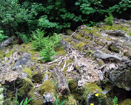 046 Jeunes pousses d’épicéas sur troncs d’arbre en décomposition