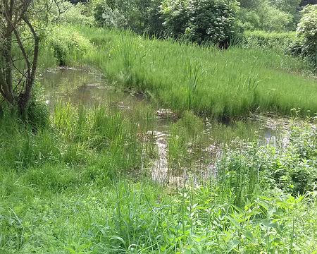 049 Mare colonisée par des prêles au Rivet