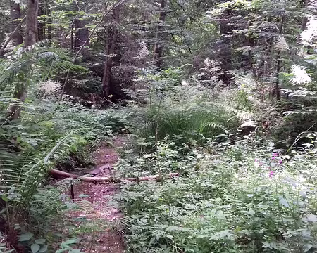 059 au milieu d’une végétation luxuriante