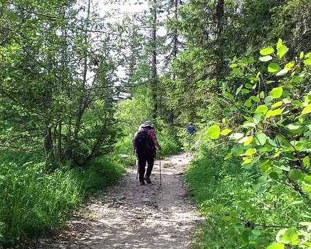 086 Dans la forêt domaniale de Corrençon …