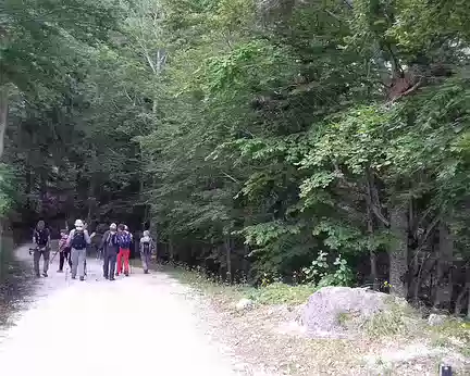115 La route forestière qui mène au village traverse une forêt d’épicéas