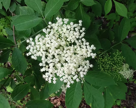 123 Fleurs de sureau