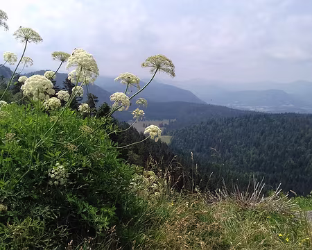 129 Le laser de France est une plante médicinale de la famille des ombellifères