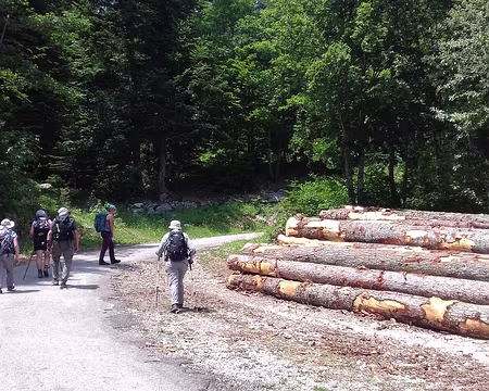 137 Les grumes d’épicéa à charger