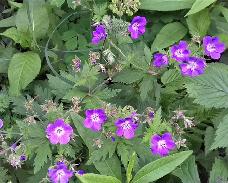 139 Géranium au carrefour de la Sambue (1400 m)