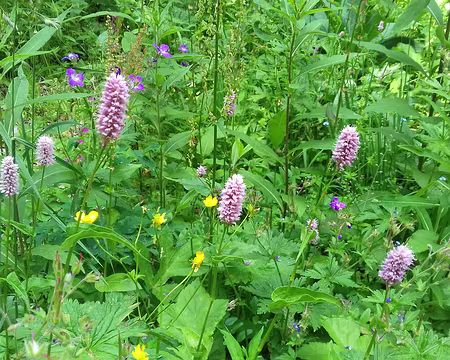 141 Renouées bistortes