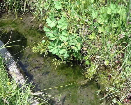 144 La source d’Herbouilly et les têtards