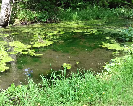 149 Une mare au bord du chemin