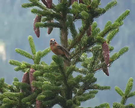 0038 Bec-croisé des sapins