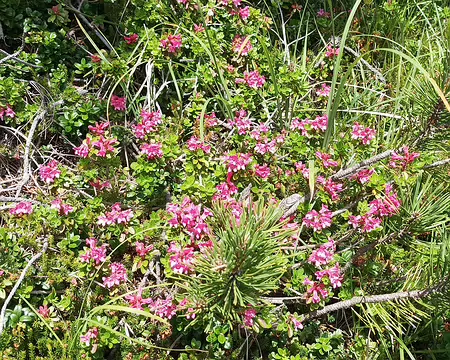 0131 Rhododendrons