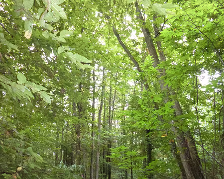 P1170326 Forêt de Dourdan.