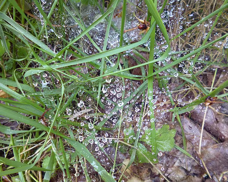 P1170038 perles d'eau