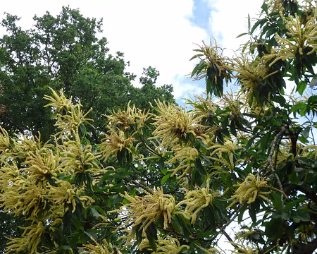P1170040 Fleurs de châtaignier