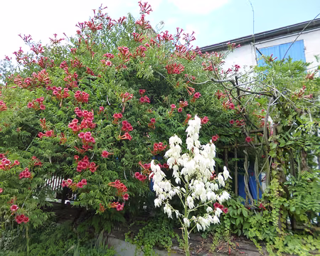 P1170043 Bignone et yucca