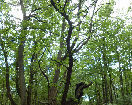 P1170045 Vieux châtaignier