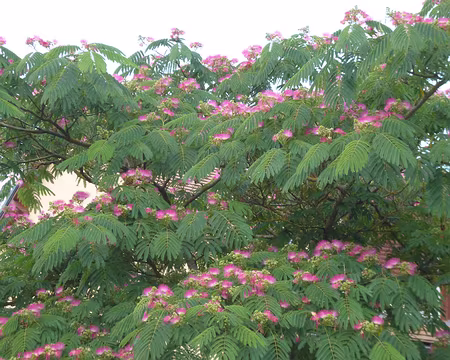 P1170059 Albizia