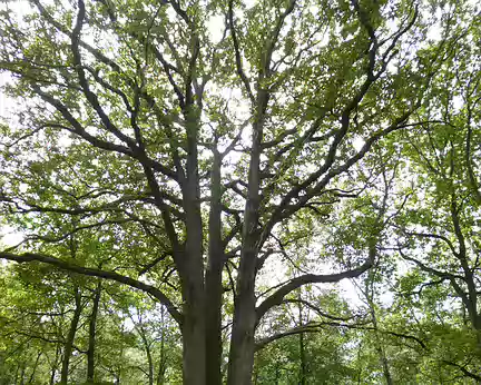 P1170074 Chêne en forêt de L'Isle-Adam