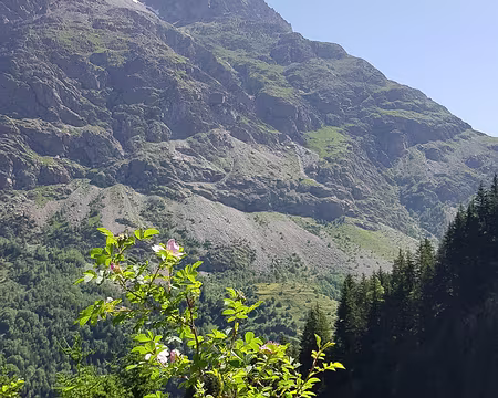 2023_07_04-10_48_24 Rosier sauvage des Alpes