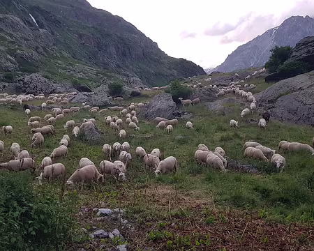 2023_07_04-21_26_28 Arrivée des moutons