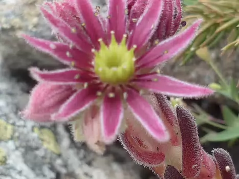 2023-07 Neouvielle et Gavarnie